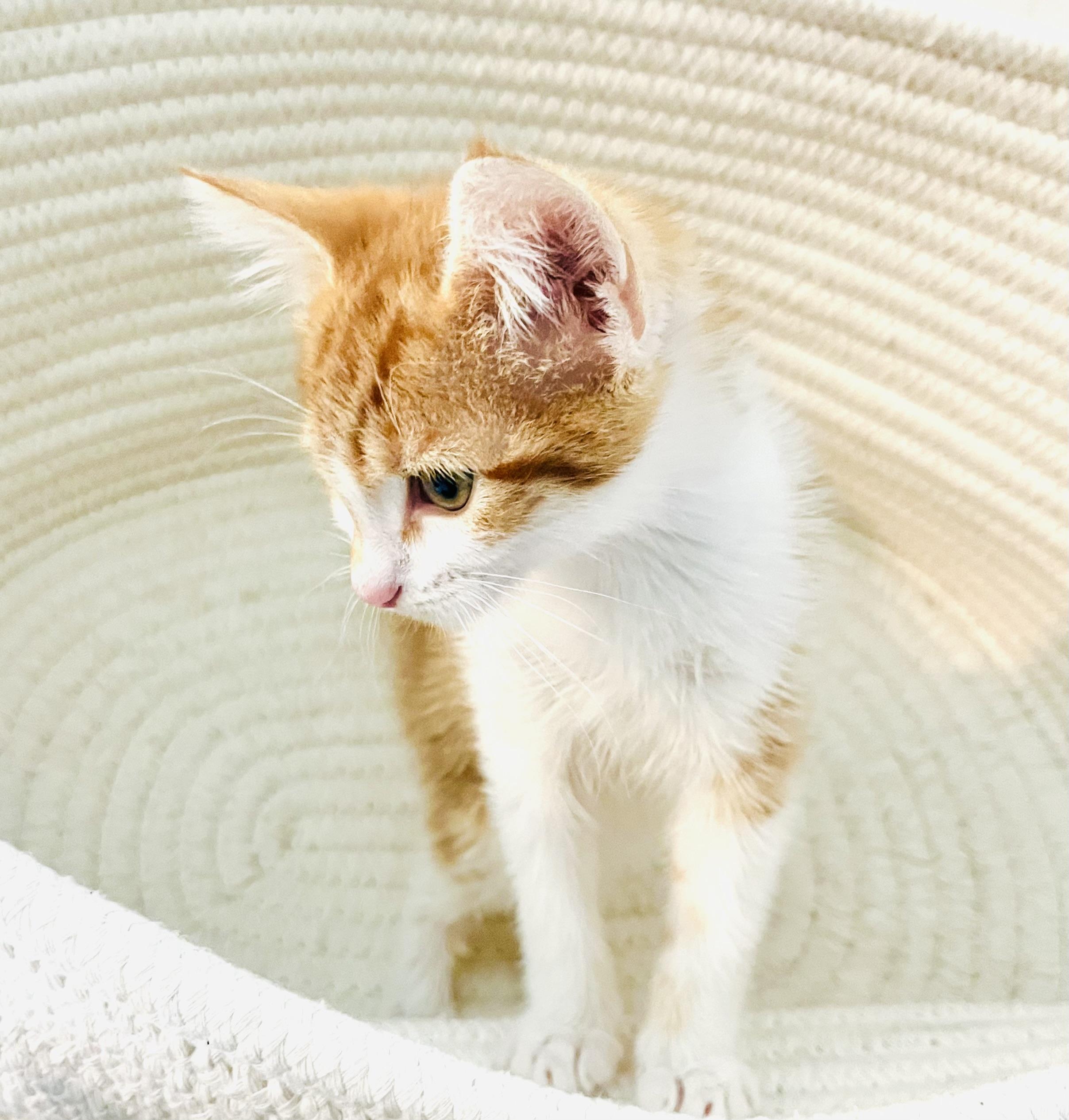 Enlarge Orion, a ADOPTABLE mixed breed in Arlington, TX image 2/4