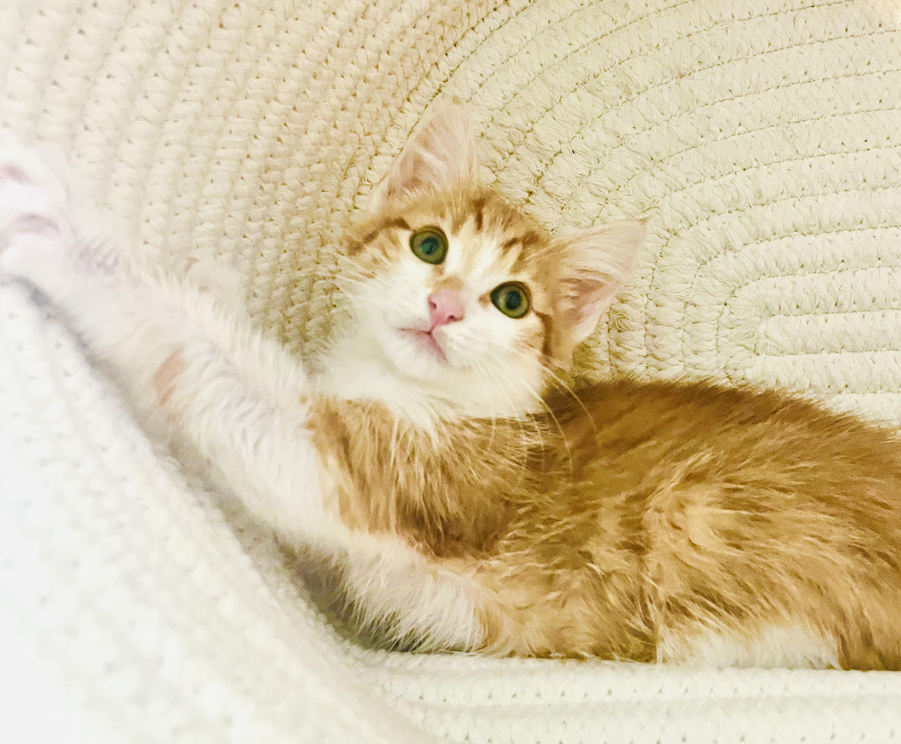 Enlarge Orion, a ADOPTABLE mixed breed in Arlington, TX image 3/4