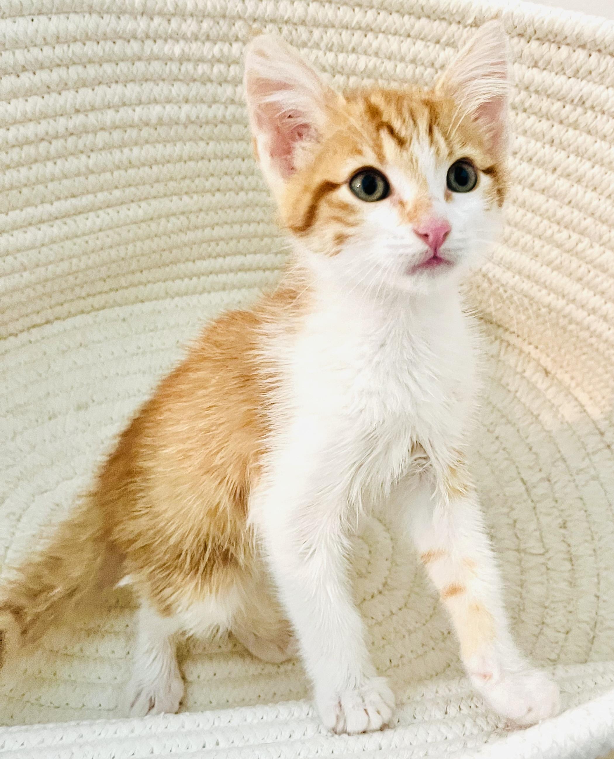 Enlarge Orion, a ADOPTABLE mixed breed in Arlington, TX image 4/4