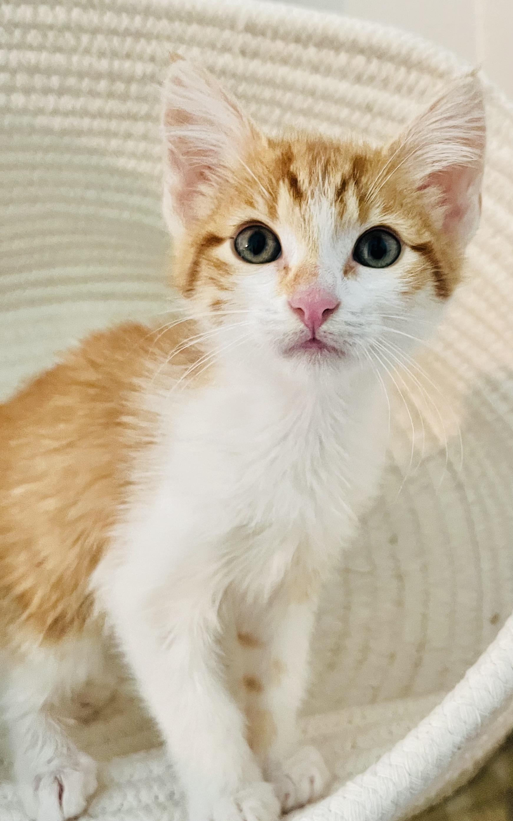 Orion, ADOPTABLE, Kitten Male American Shorthair.