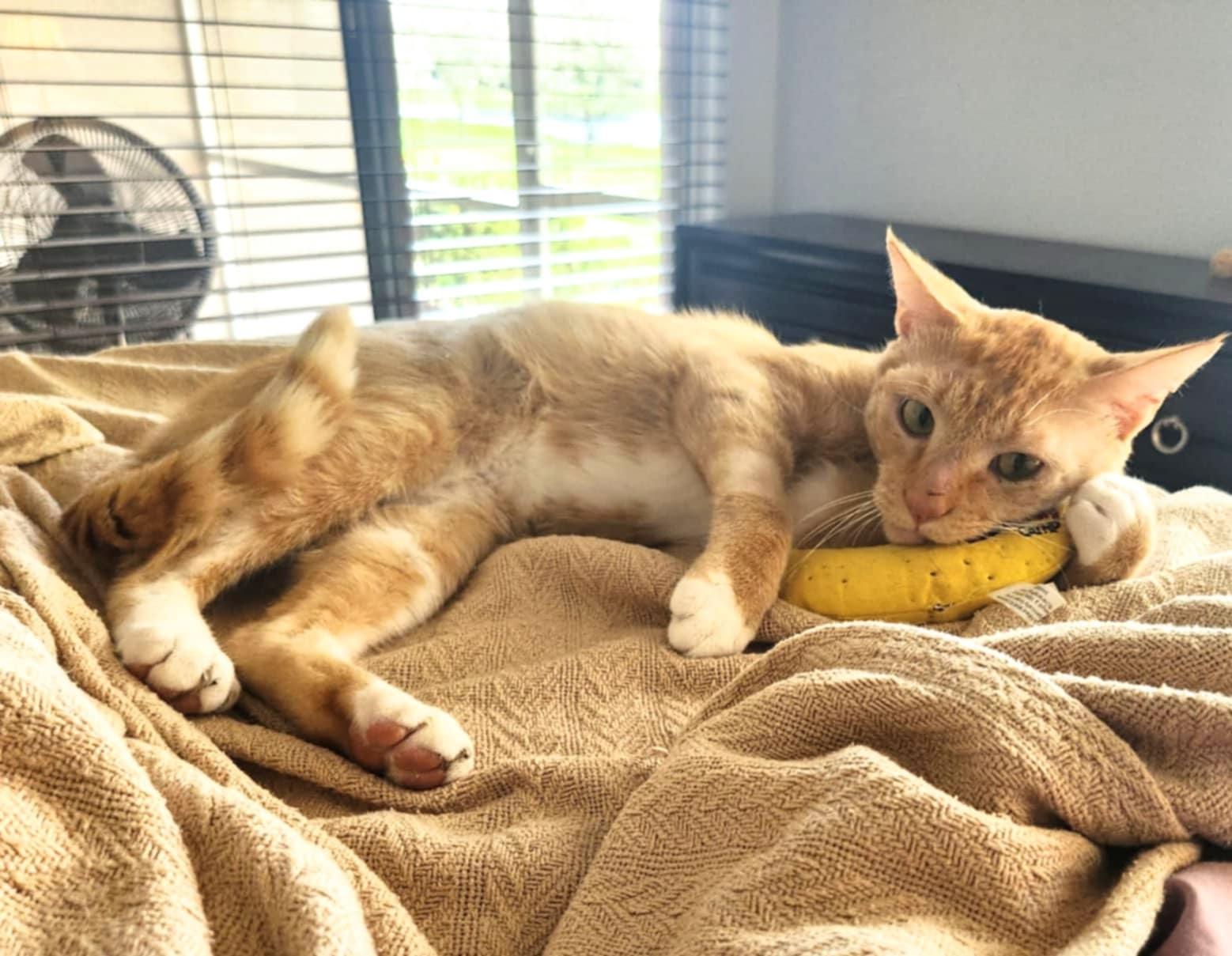 Boots, a Adoptable Domestic Short Hair in Providence, RI image 6/6