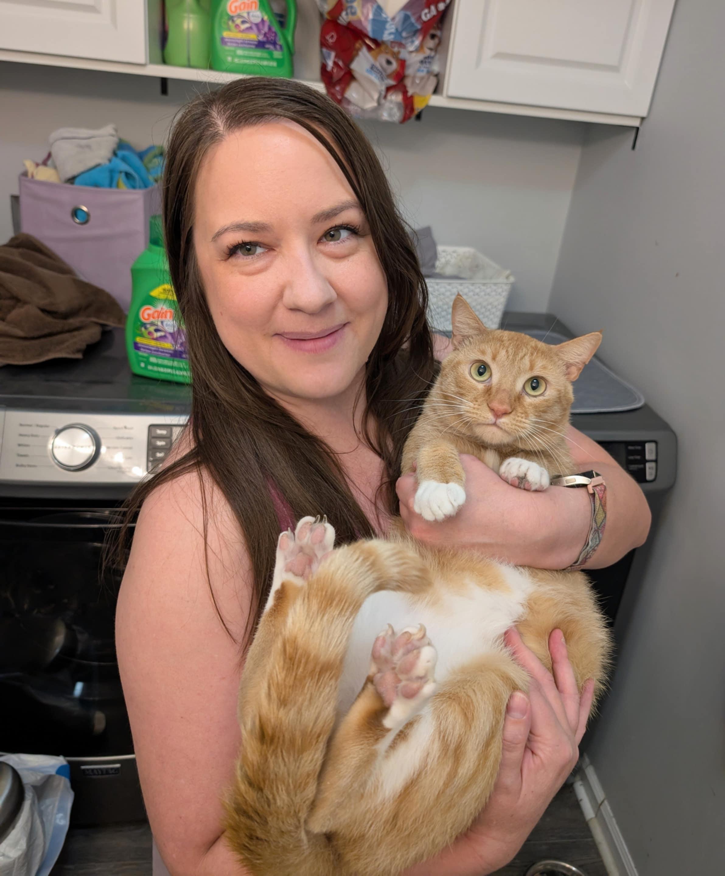 Boots, a Adoptable Domestic Short Hair in Providence, RI image 2/6