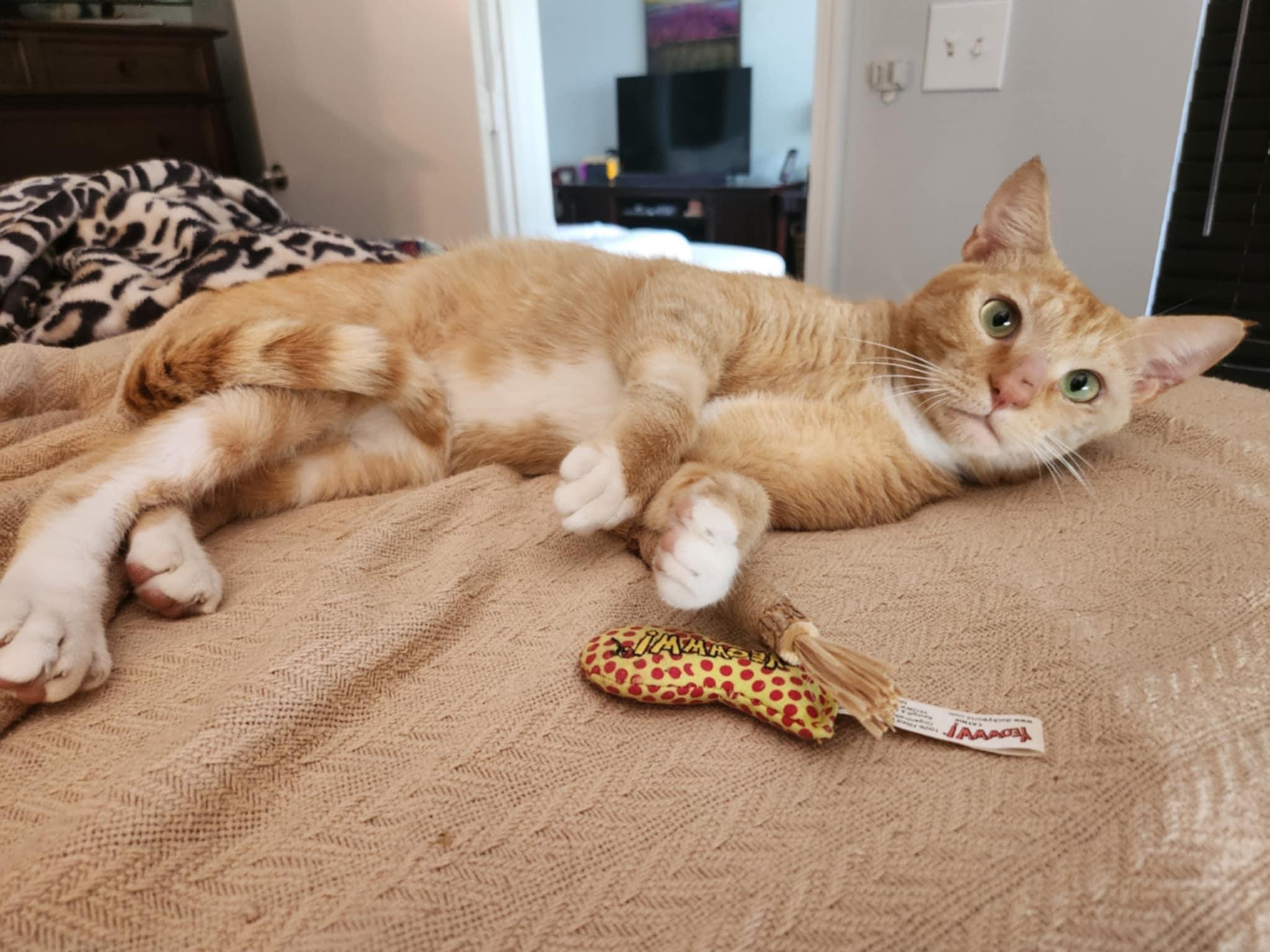 Boots, Adoptable, Young Male Domestic Short Hair.