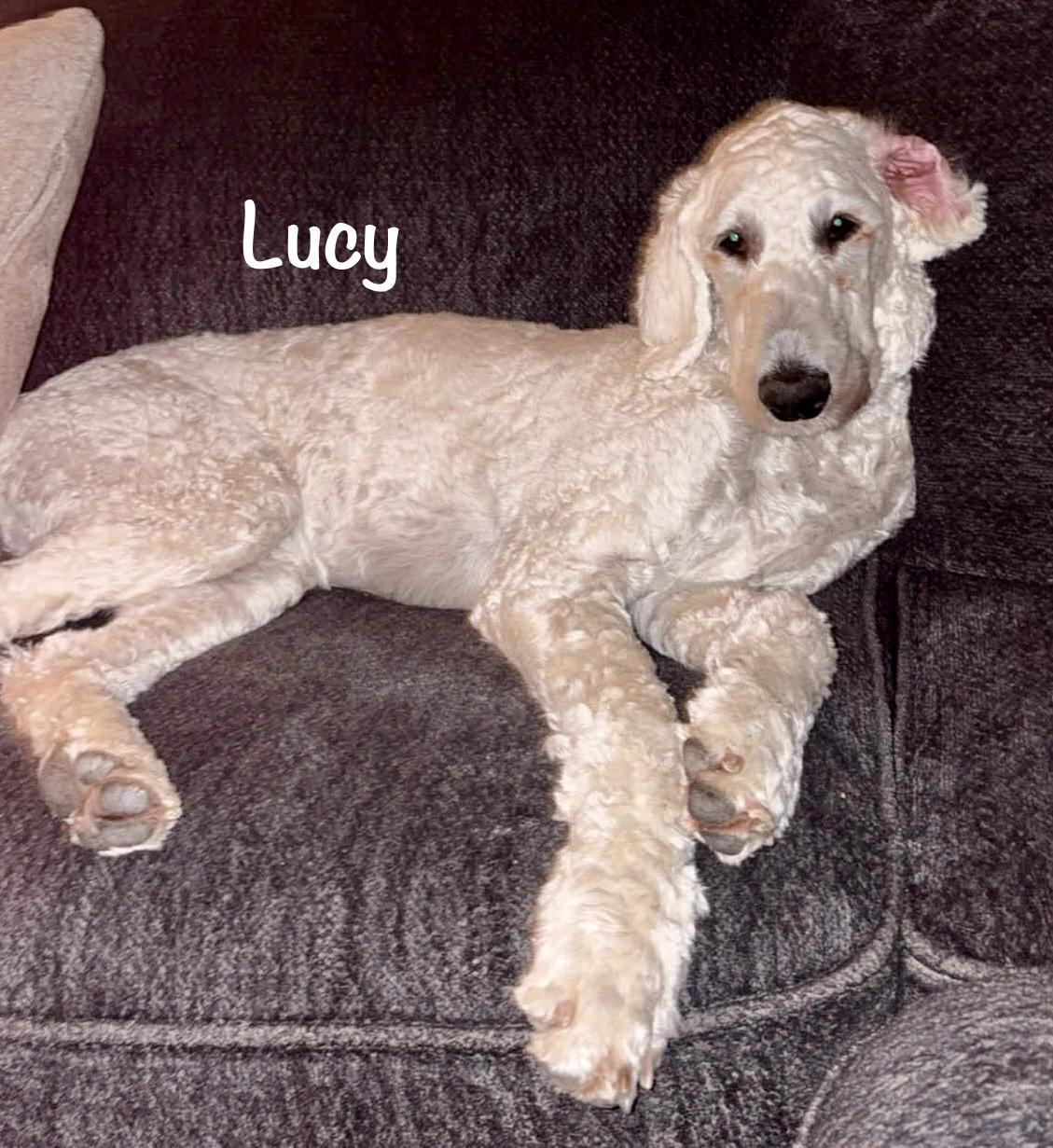 Lucy * WMN, adopted, Young Female Goldendoodle.