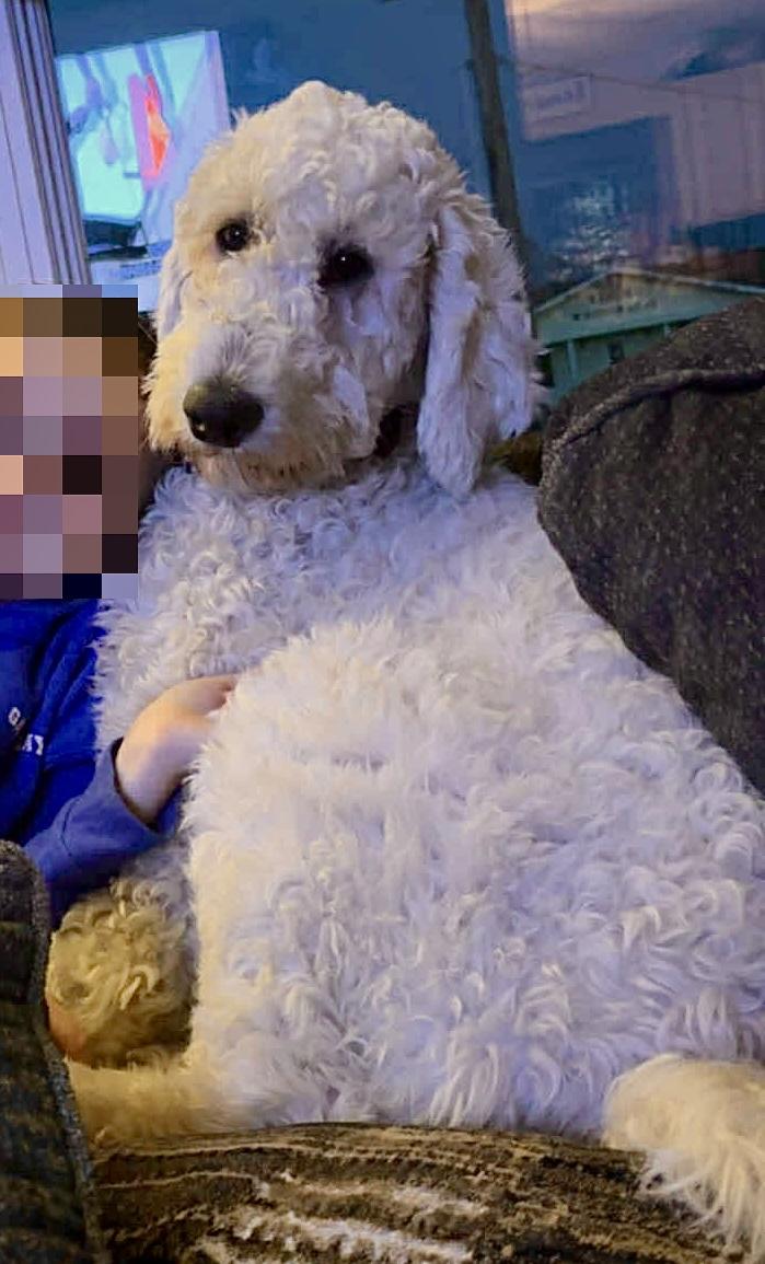 Enlarge Lucy * WMN, an adopted Goldendoodle in Albert Lea, MN image 2/2