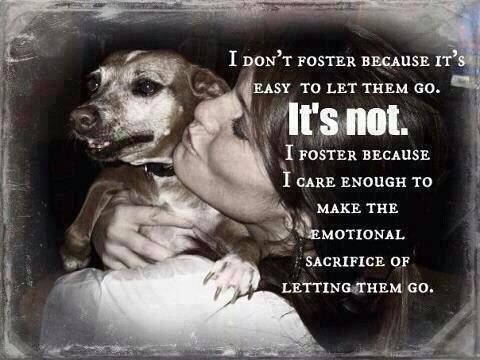 FOSTER HOMES NEEDED URGENTLY IN ORANGE COUNTY!