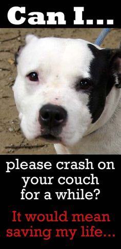 FOSTER HOMES NEEDED URGENTLY IN ORANGE COUNTY!