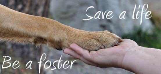 FOSTER HOMES NEEDED URGENTLY IN ORANGE COUNTY!