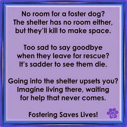 FOSTER HOMES NEEDED URGENTLY IN ORANGE COUNTY!