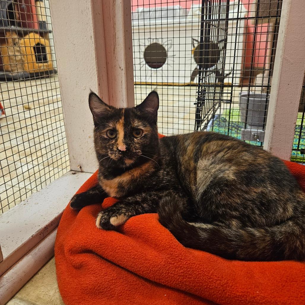Lizbeth, Adoptable, Adult Female Domestic Short Hair.