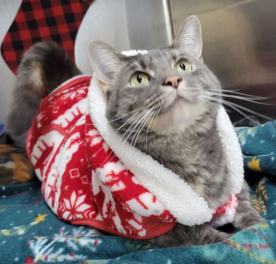 Josie, Adoptable, Adult Female Tabby & Torbie.