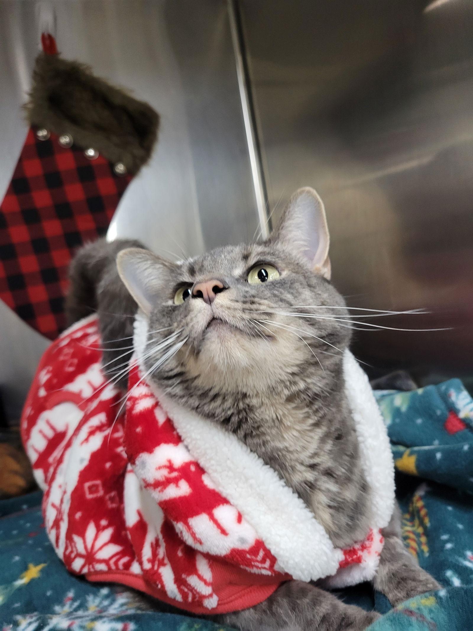 Enlarge Josie, a Adoptable mixed breed in Cuyahoga Falls, OH image 2/3