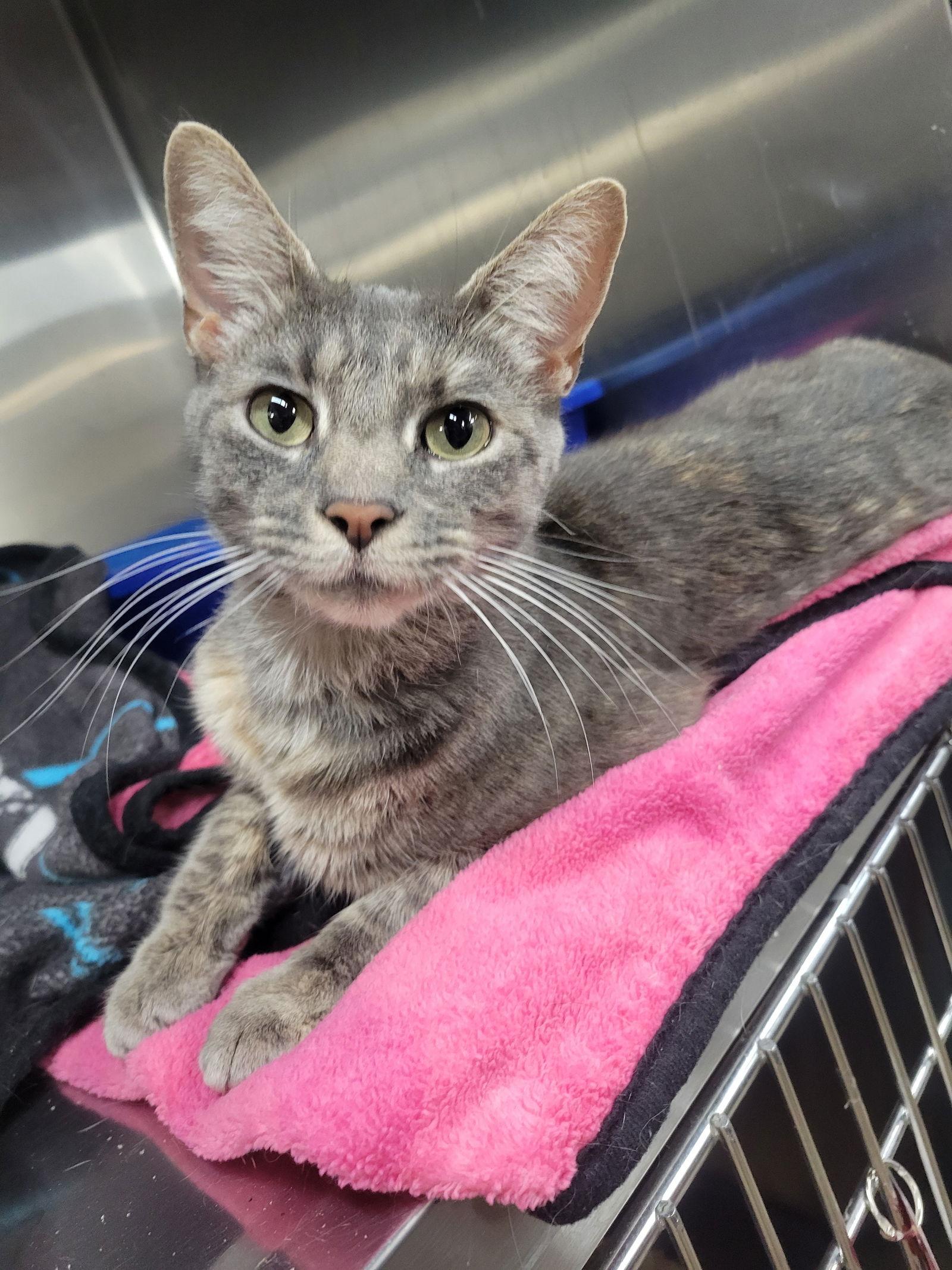 Enlarge Josie, a Adoptable mixed breed in Cuyahoga Falls, OH image 3/3