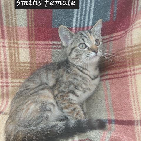 Enlarge Tiara, a Adoptable Domestic Short Hair in New Tazewell, TN image 1/1