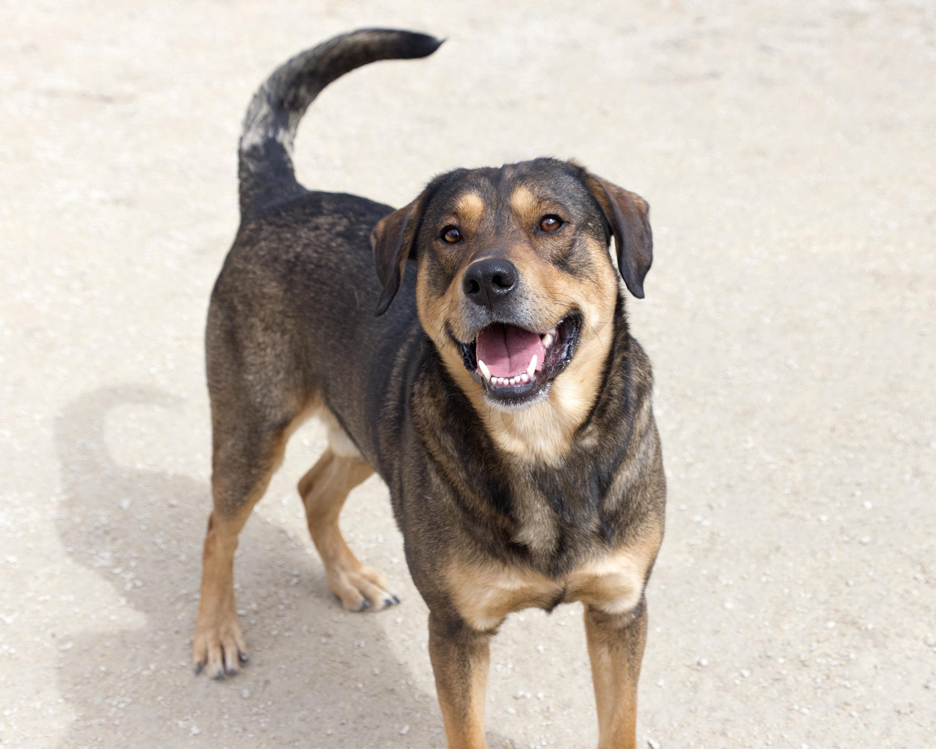 Enlarge Copper , an adoptable mixed breed in Winnipeg, MB image 3/3