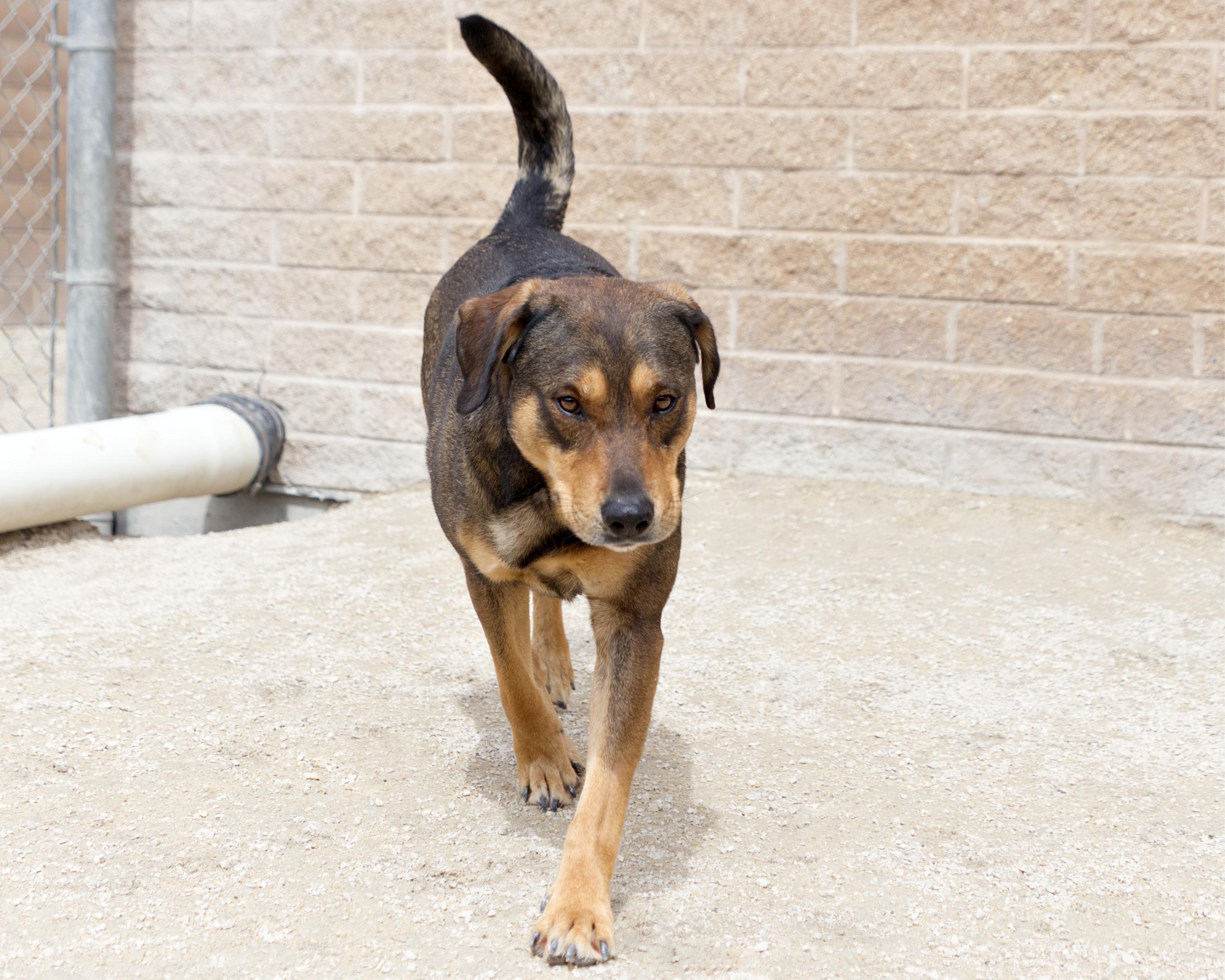 Enlarge Copper , an adoptable mixed breed in Winnipeg, MB image 2/3