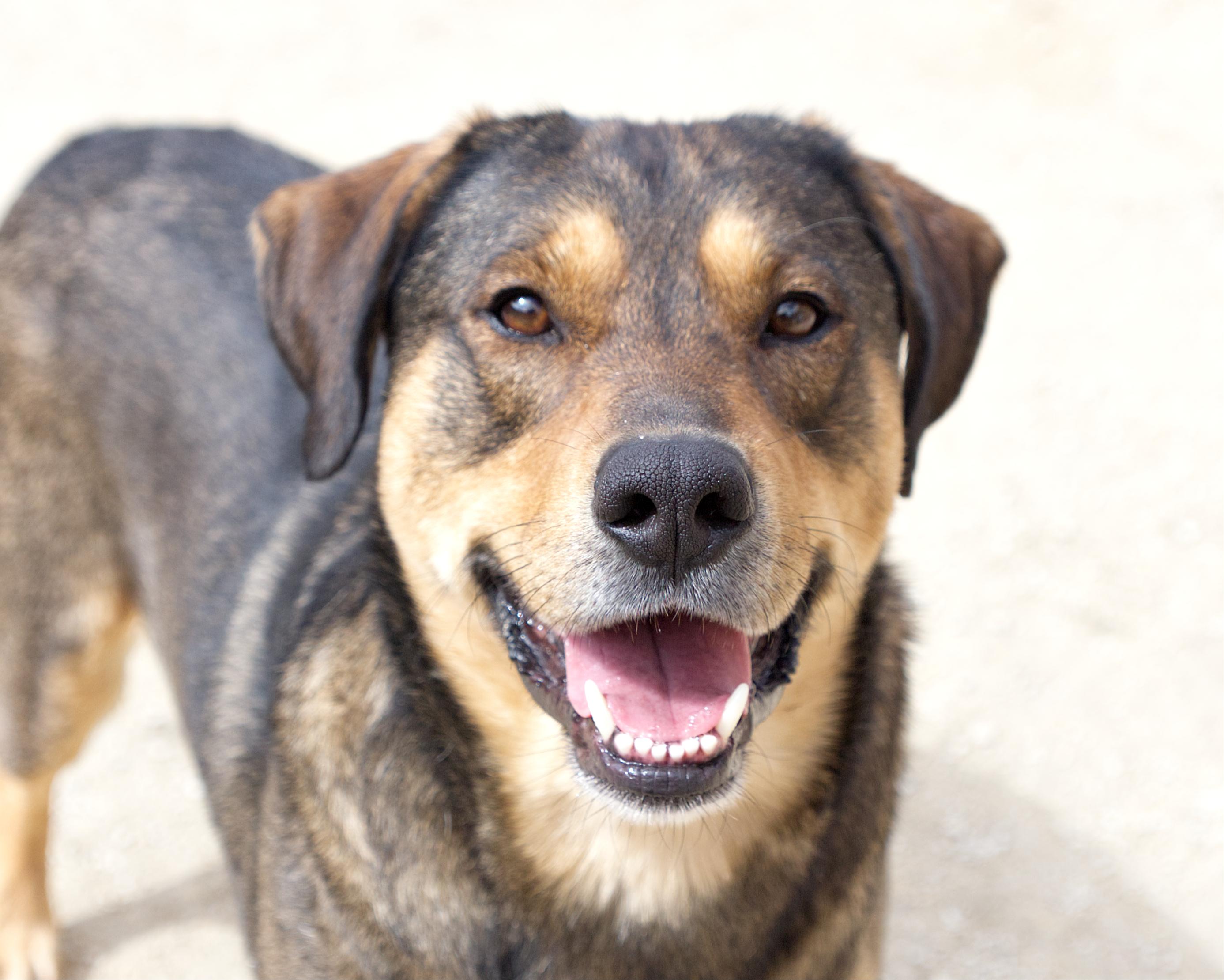 Enlarge Copper , an adoptable mixed breed in Winnipeg, MB image 1/3