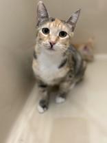 Maggie, Adult Female unknown