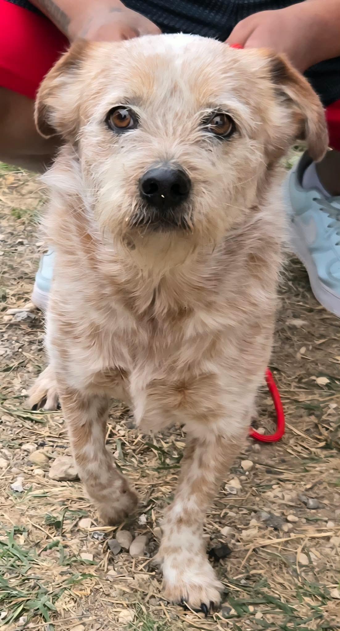 Enlarge Scruffy, a ADOPTABLE mixed breed in Winter, WI image 1/1