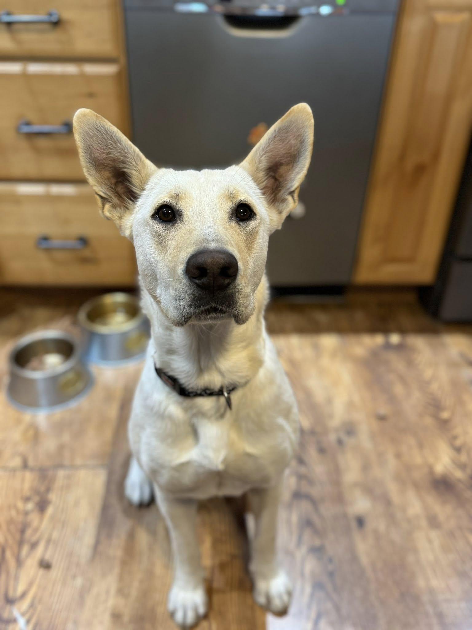 Eleanor Rigby, ADOPTABLE, Puppy Female Shepherd & Yellow Labrador Retriever.
