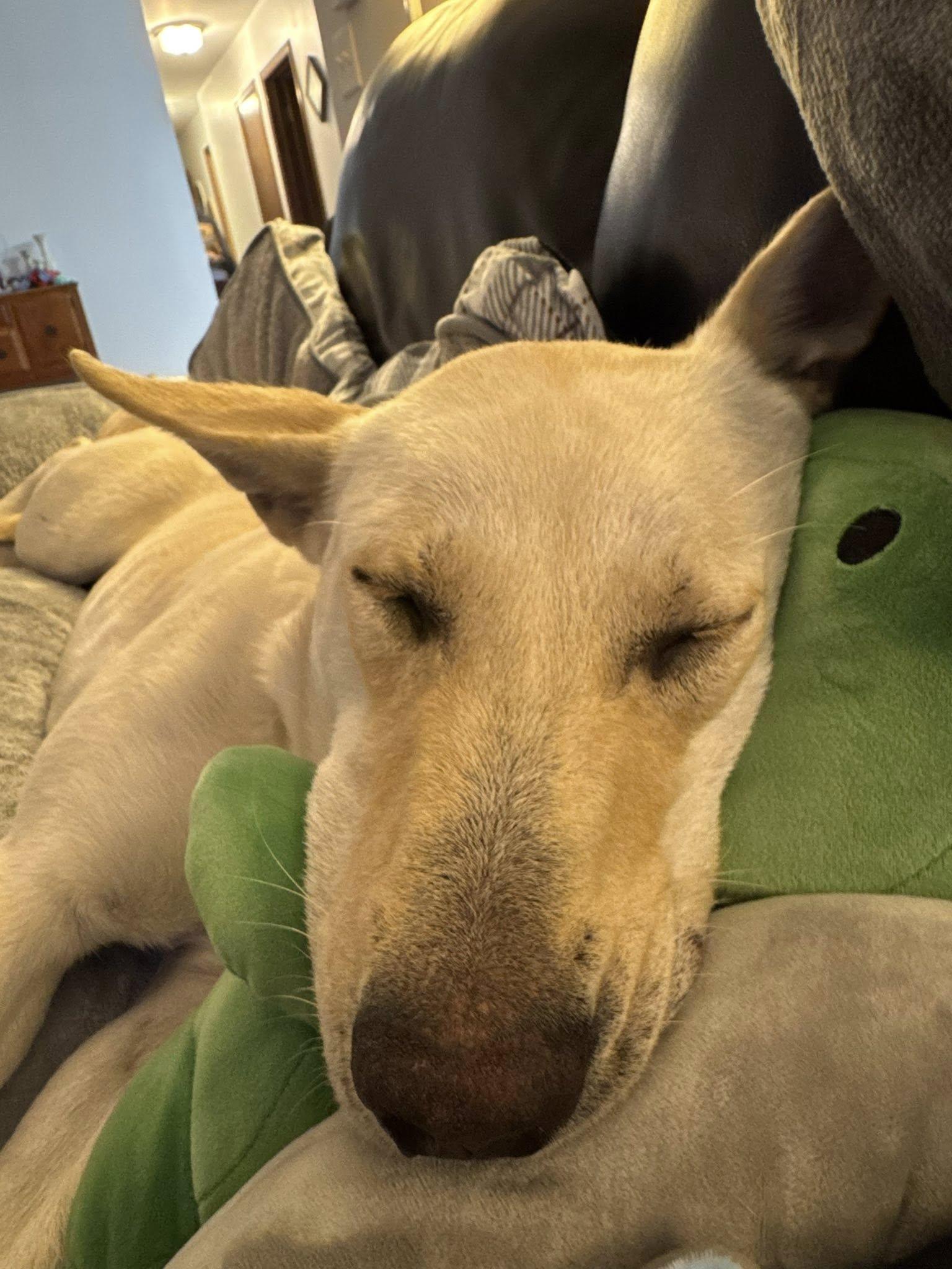 Eleanor Rigby, a ADOPTABLE mixed breed in Byron, IL image 2/6