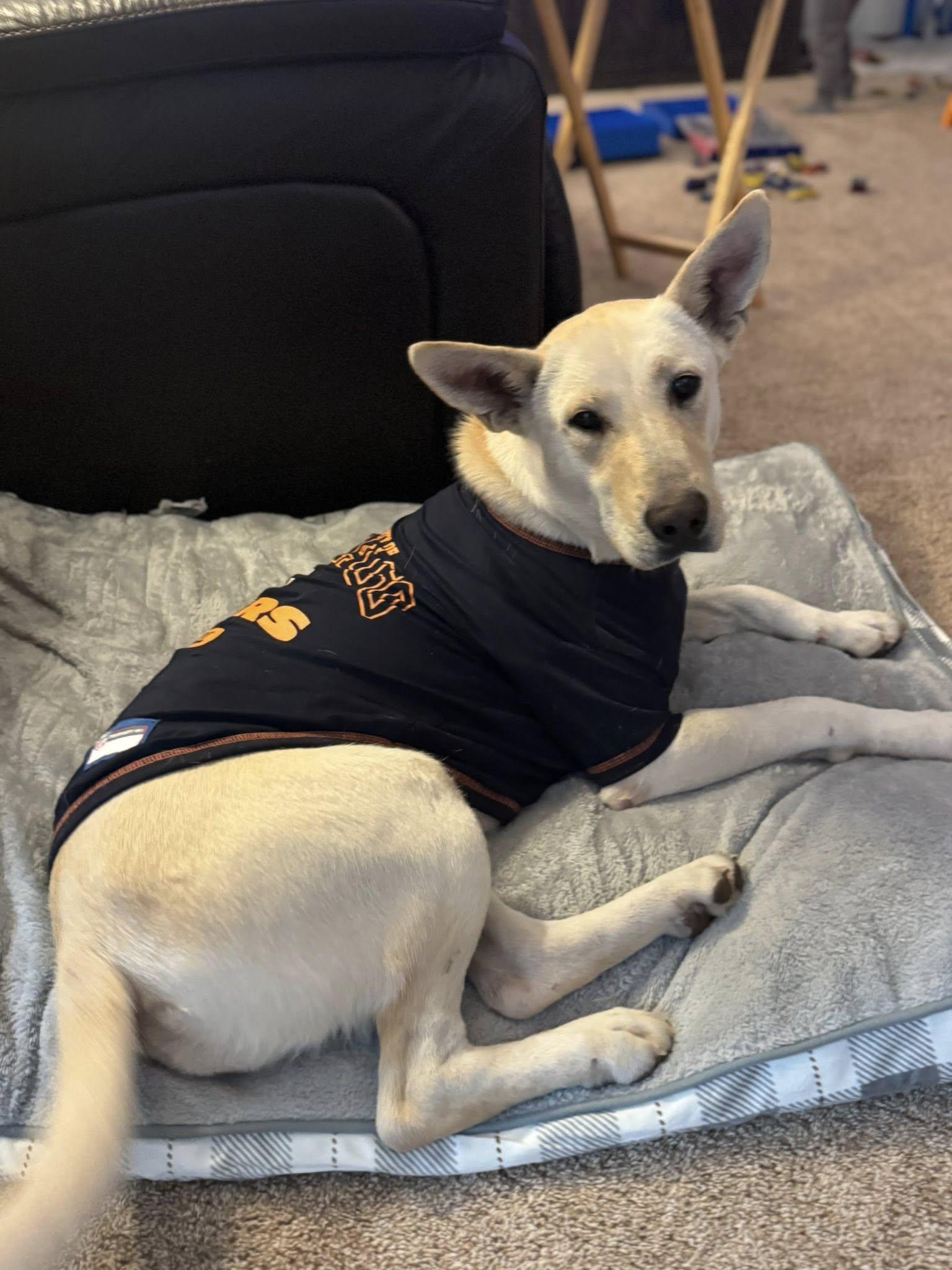 Eleanor Rigby, a ADOPTABLE mixed breed in Byron, IL image 5/6