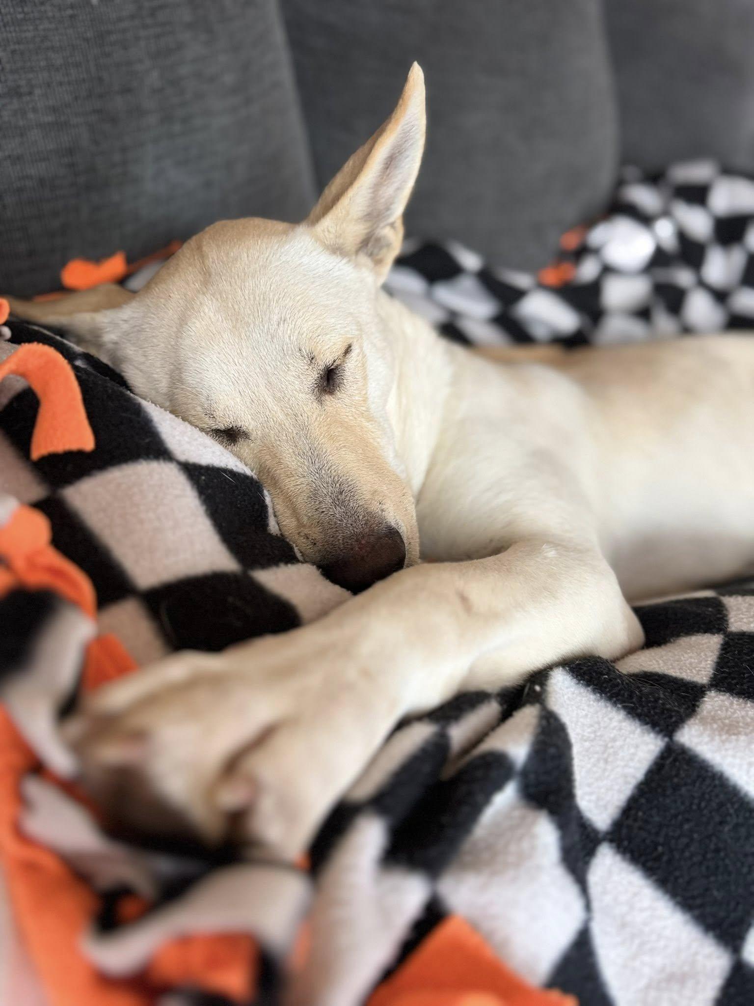 Eleanor Rigby, a ADOPTABLE mixed breed in Byron, IL image 6/6