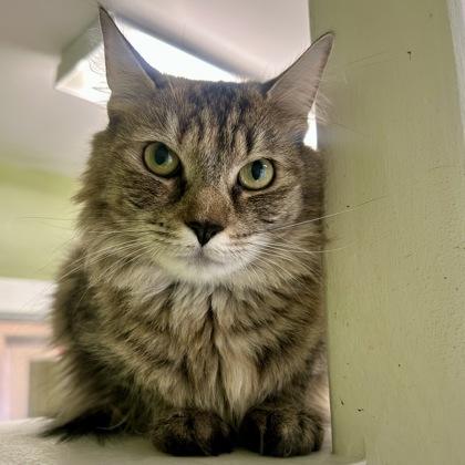 Ginger Spice, Adoptable, Adult Female Domestic Medium Hair & Domestic Short Hair.