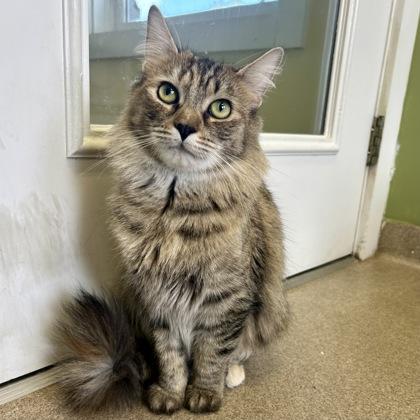 Ginger Spice, Adoptable, Adult Female Domestic Medium Hair & Domestic Short Hair.