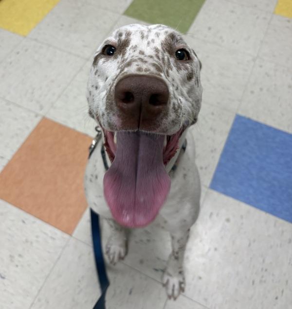 Summer, Adoptable, Young Female Bull Terrier & Dalmatian.