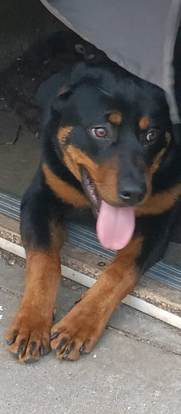 Odie 4