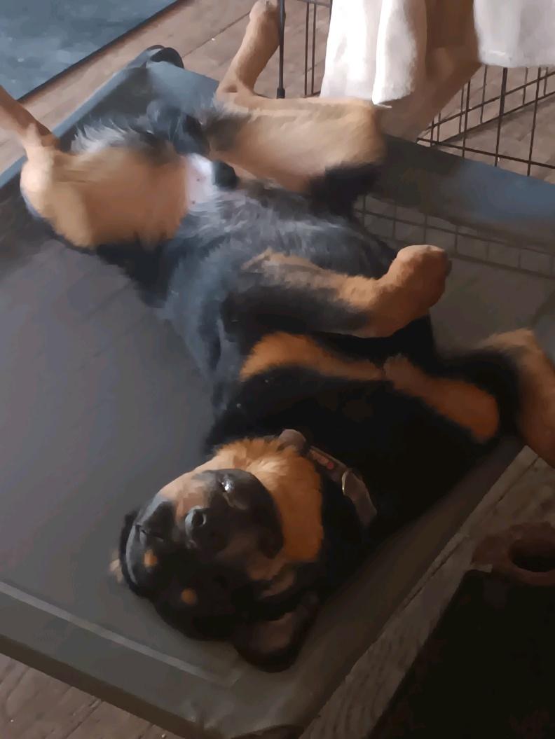 Odie 2