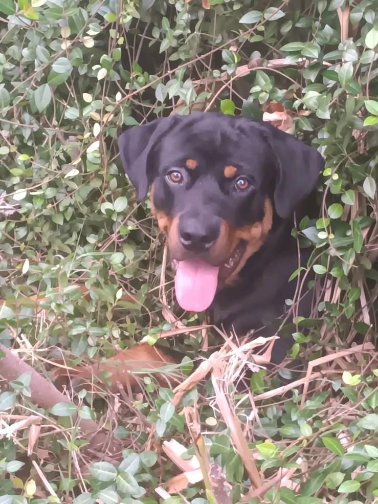 Odie 3