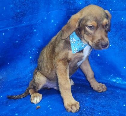 Enlarge Whopper, a Adoptable mixed breed in Elmira, NY image 1/3