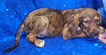 Enlarge Whopper, a Adoptable mixed breed in Elmira, NY image 3/3