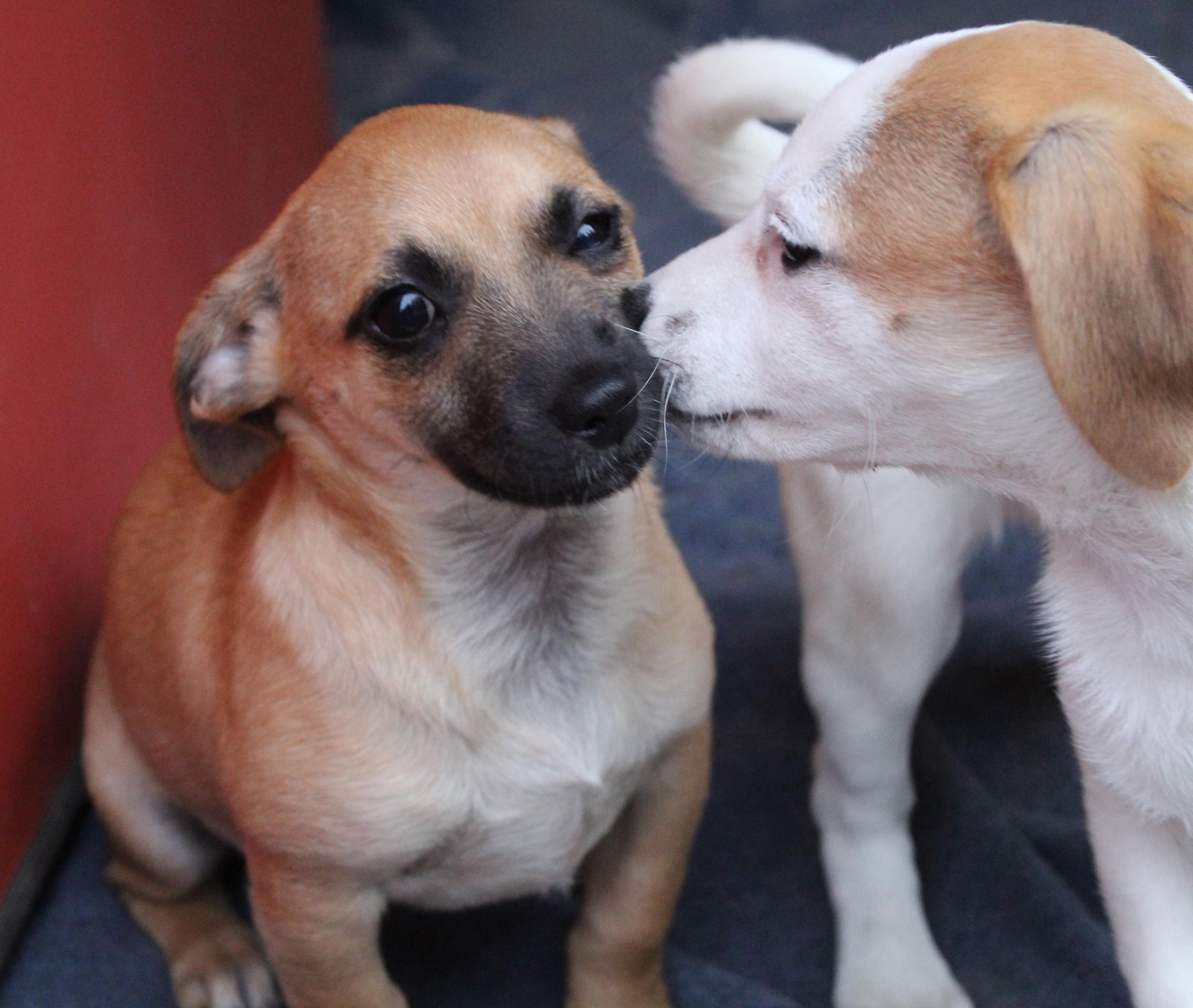 Enlarge Impreza (Subaru litter), a Adoptable mixed breed in Silvana, WA image 2/6