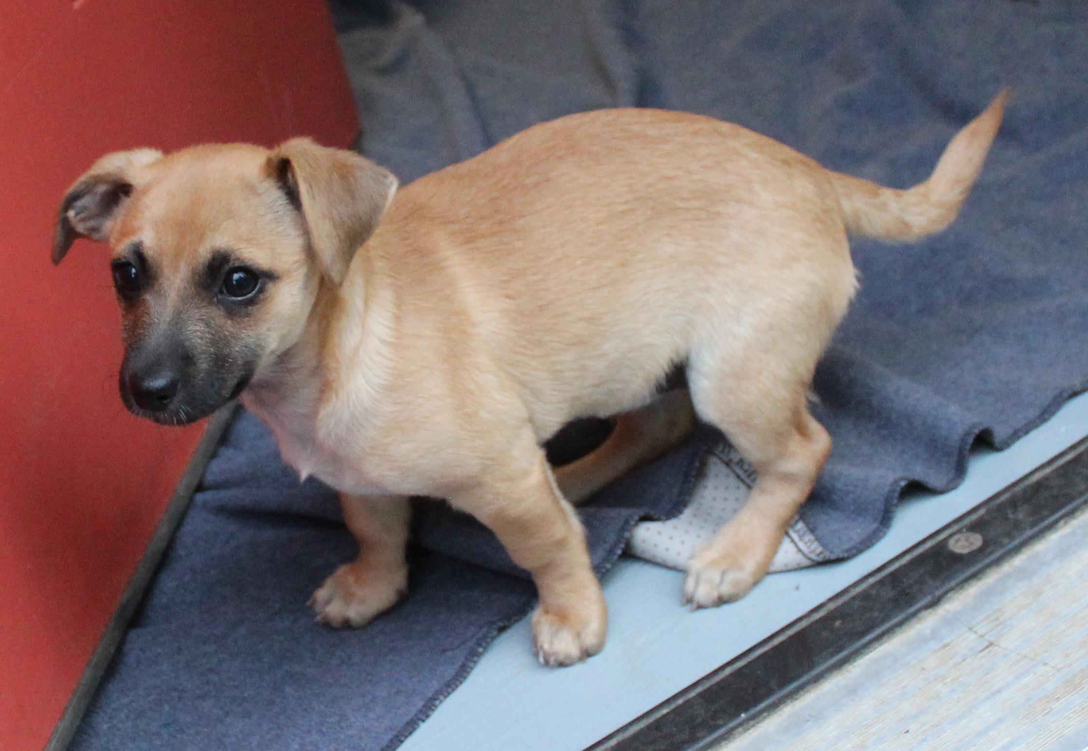 Enlarge Impreza (Subaru litter), a Adoptable mixed breed in Silvana, WA image 4/6