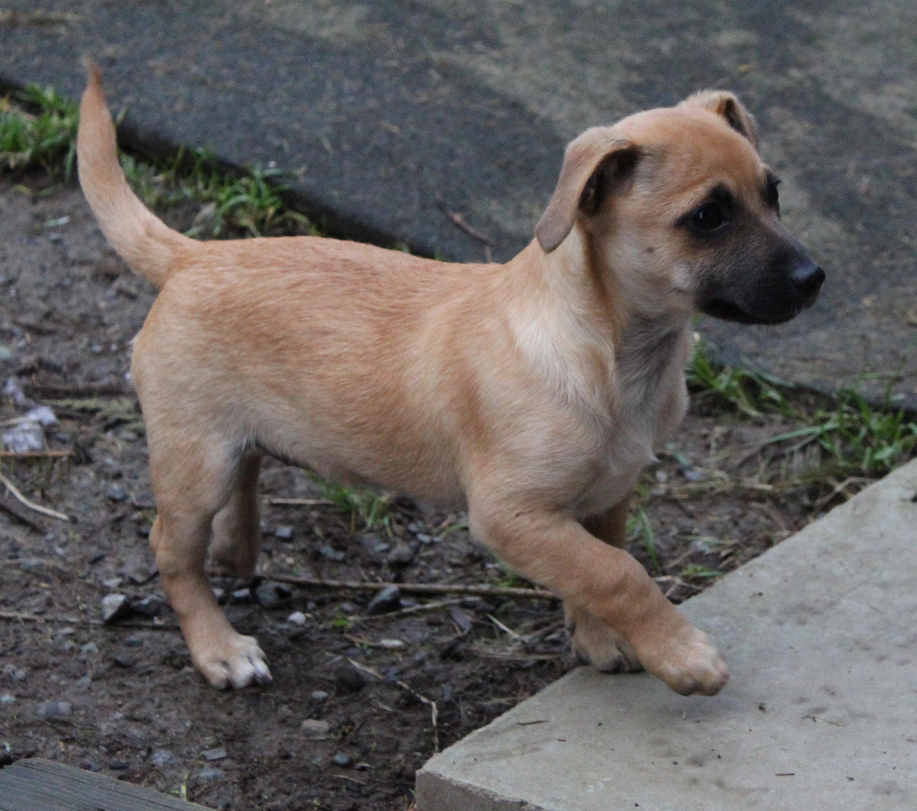 Enlarge Impreza (Subaru litter), a Adoptable mixed breed in Silvana, WA image 3/6