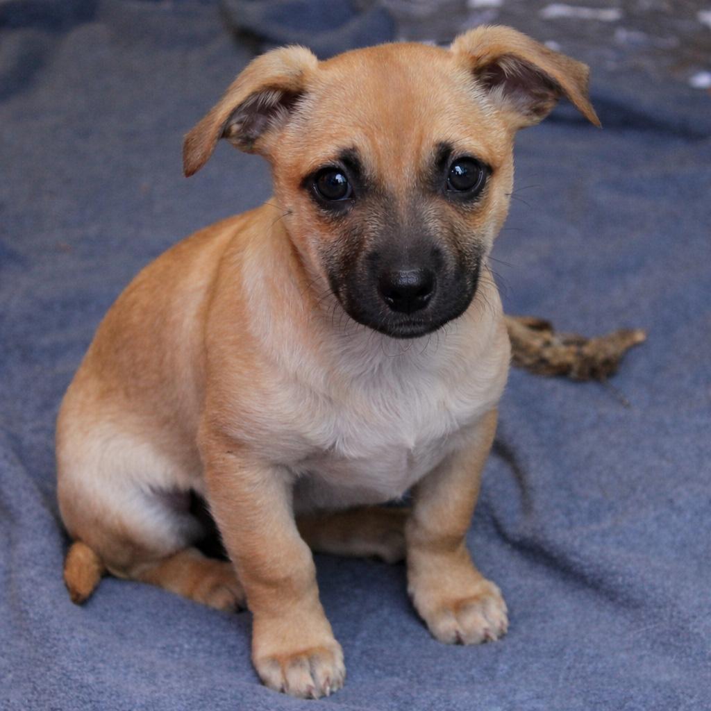 Enlarge Impreza (Subaru litter), a Adoptable mixed breed in Silvana, WA image 1/6