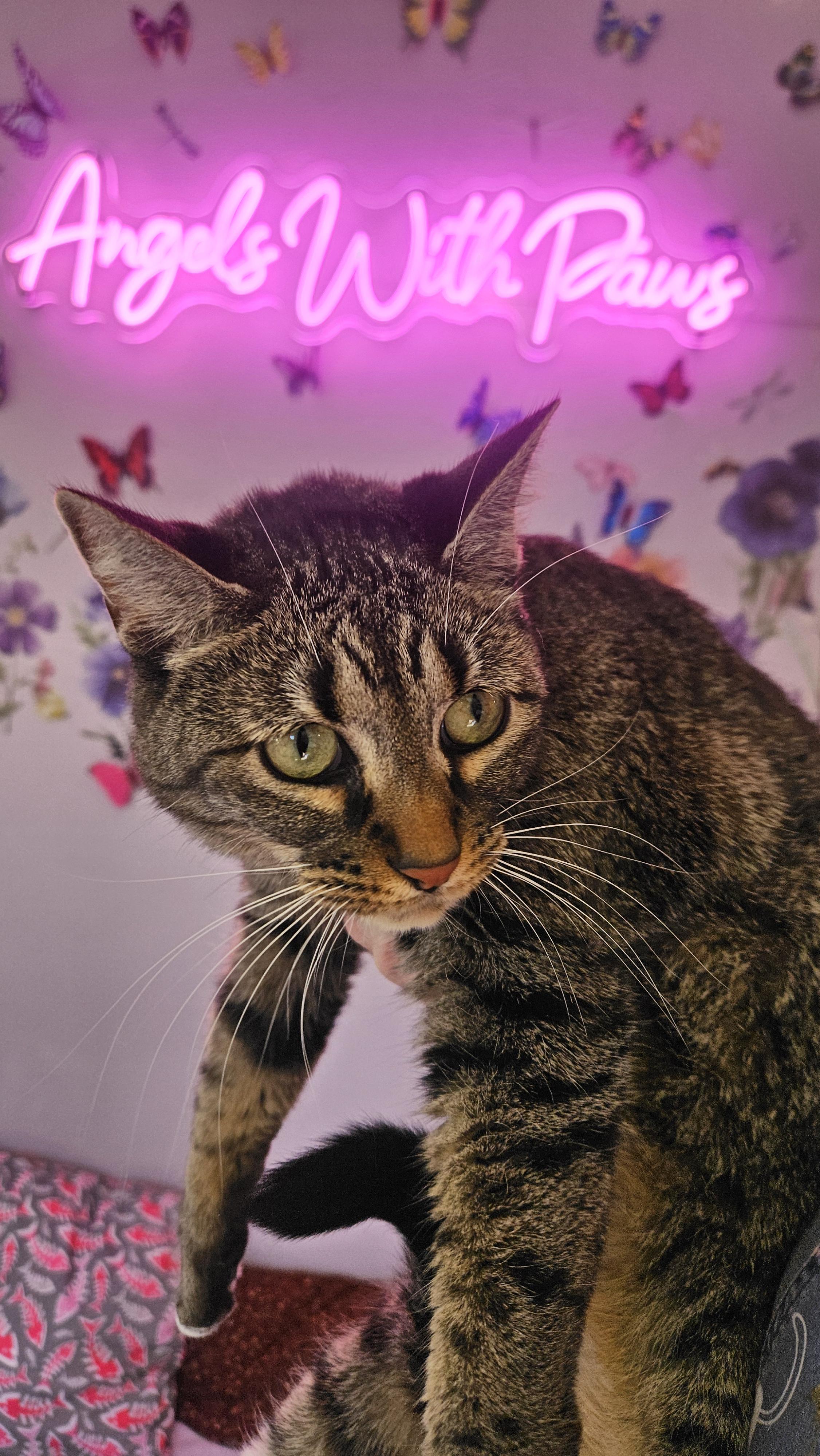 Enlarge Harley Quinn, a Adopted mixed breed in Lakewood, CO image 1/2