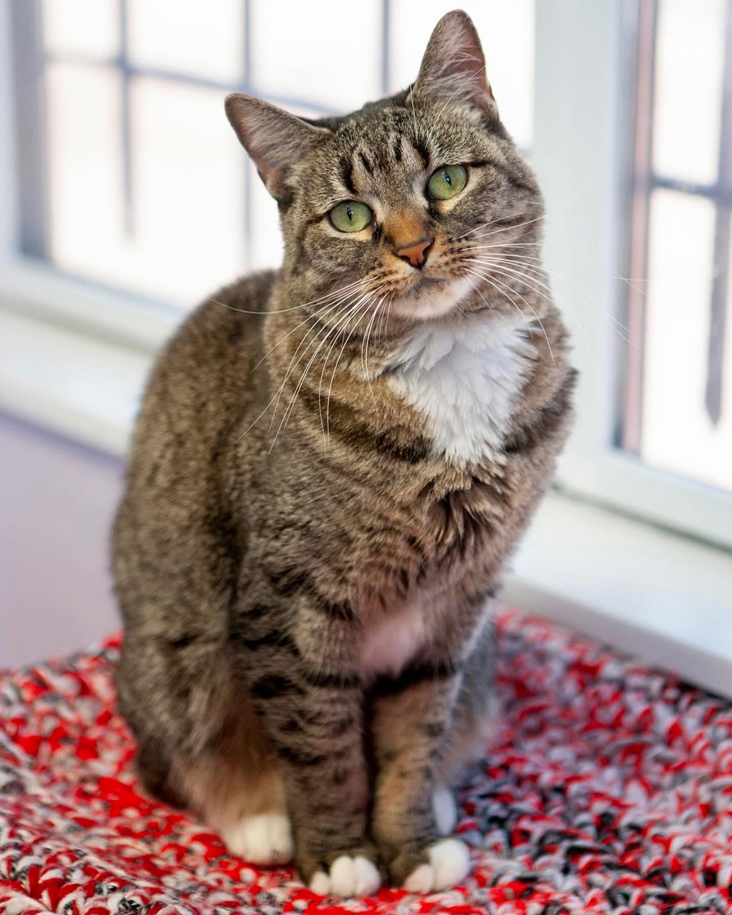 Enlarge Harley Quinn, a Adopted mixed breed in Lakewood, CO image 2/2