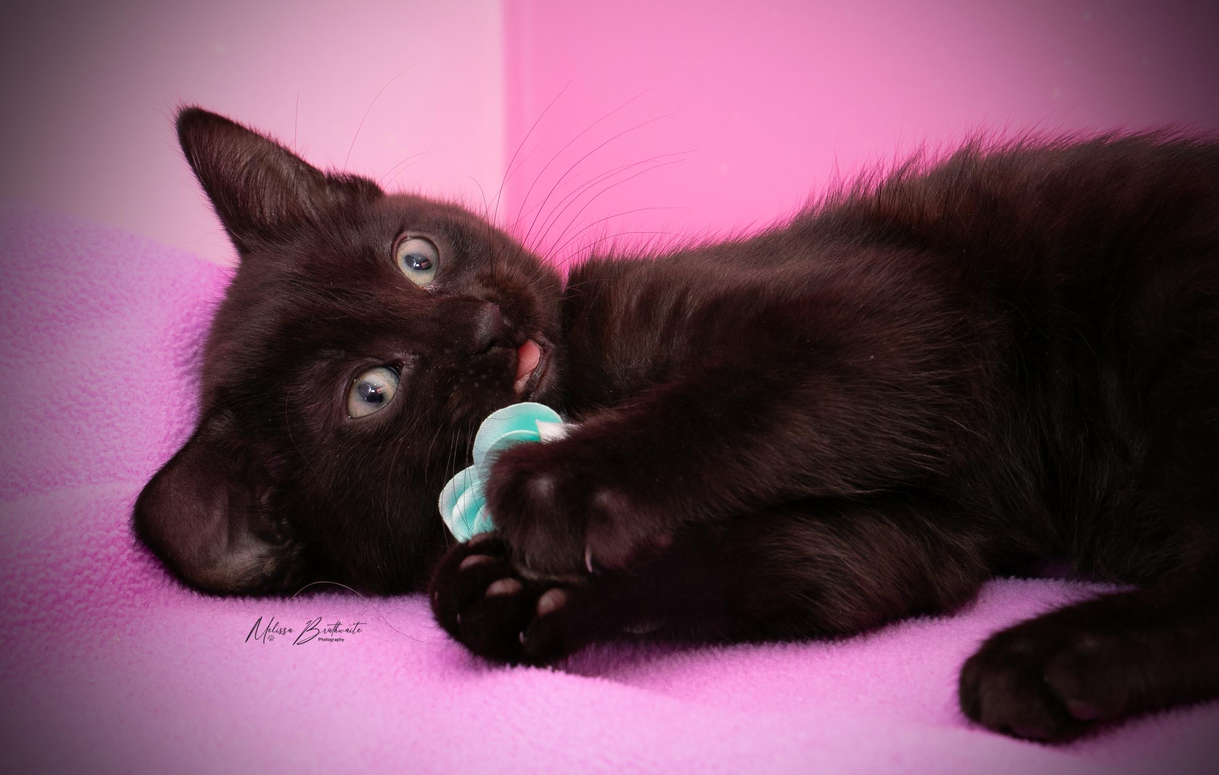 Wendesday, a Adoptable Domestic Short Hair in Calgary, AB image 3/4