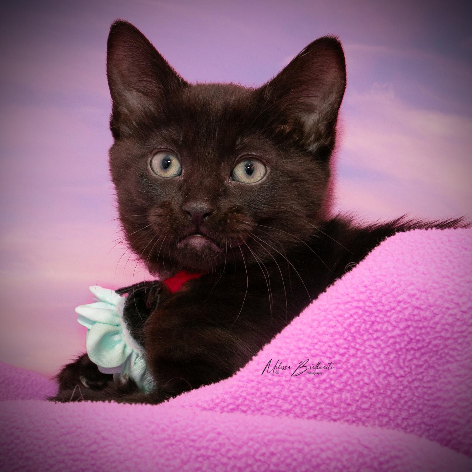 Wendesday, a Adoptable Domestic Short Hair in Calgary, AB image 4/4