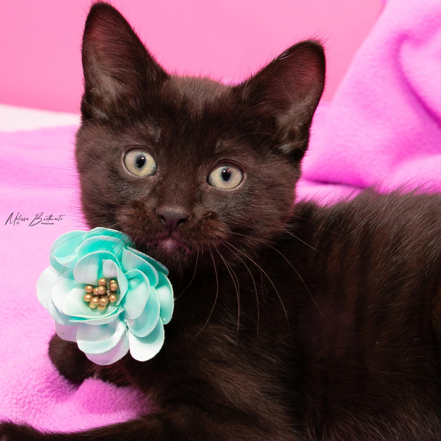 Wendesday, Adoptable, Kitten Female Domestic Short Hair.