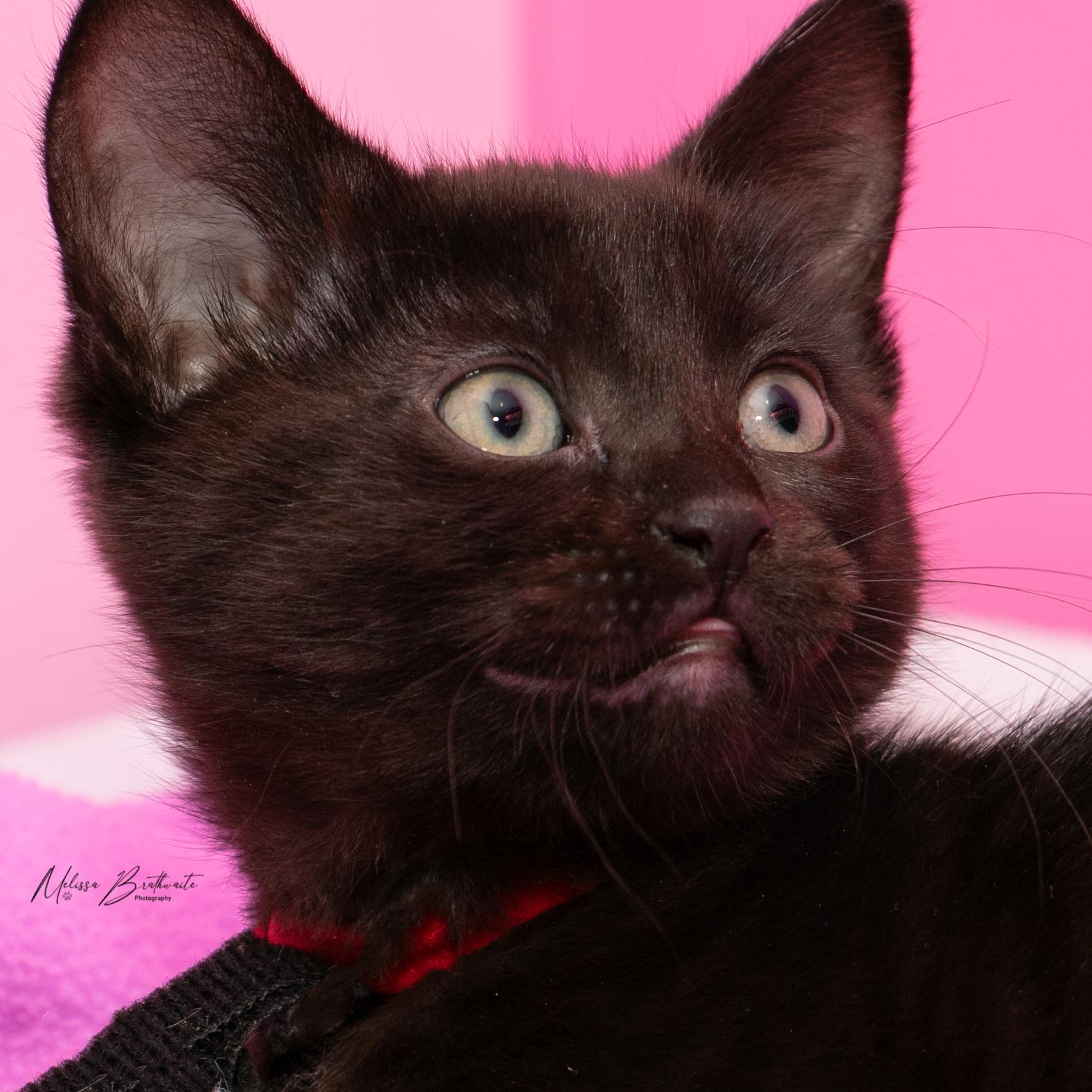 Wendesday, a Adoptable Domestic Short Hair in Calgary, AB image 2/4