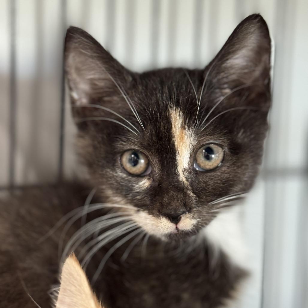 Marlena, Adoptable, Kitten Female Domestic Short Hair.