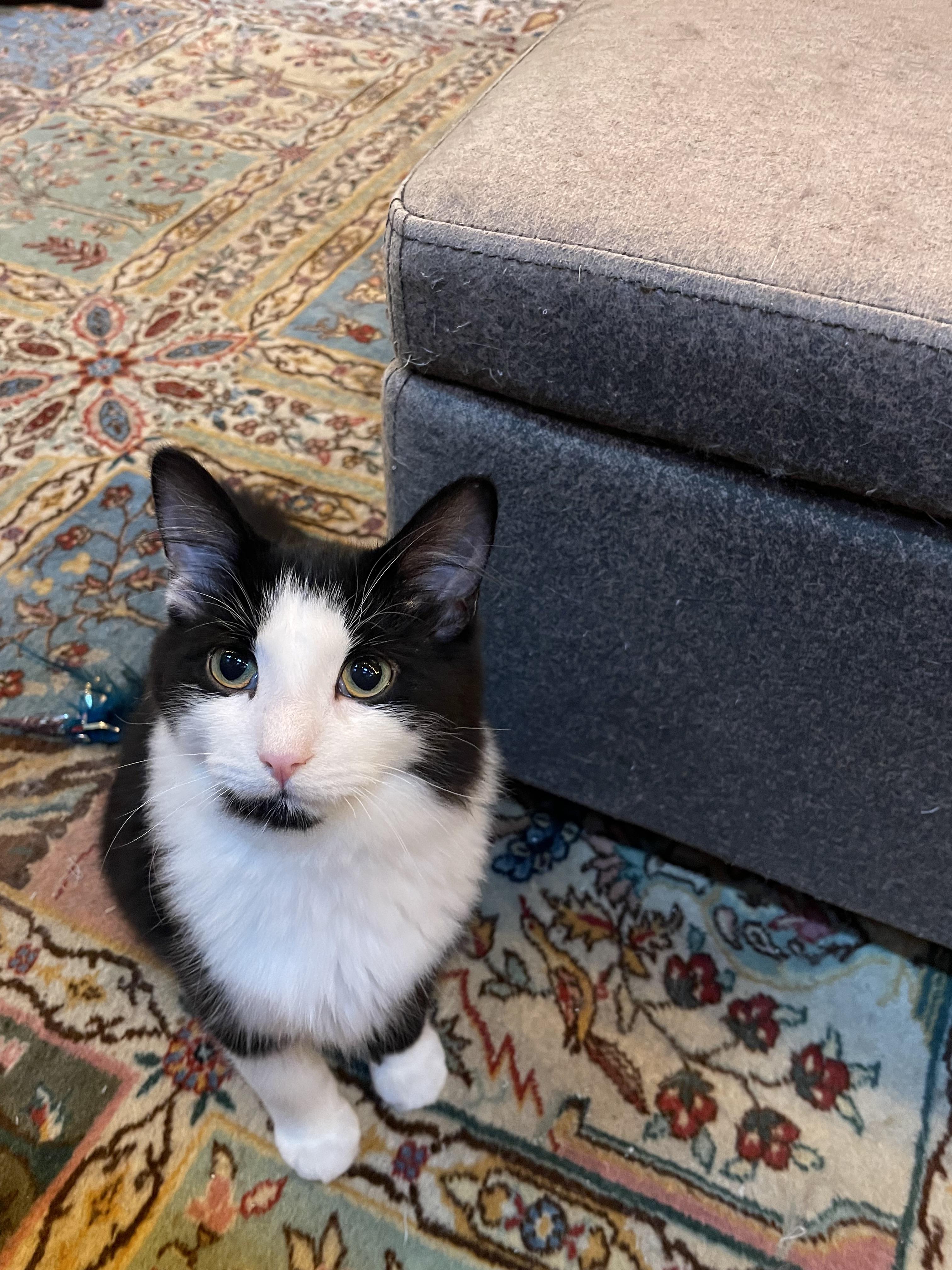 Mick, Adoptable, Young Male Domestic Long Hair.