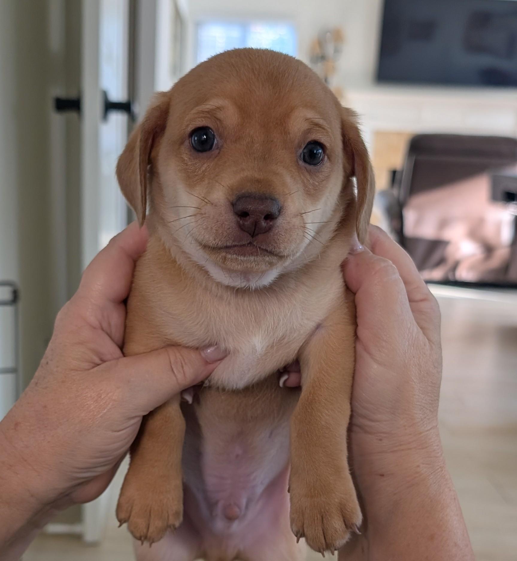 Enlarge Rodeo, an adopted Chiweenie in Thousand Oaks, CA image 1/1