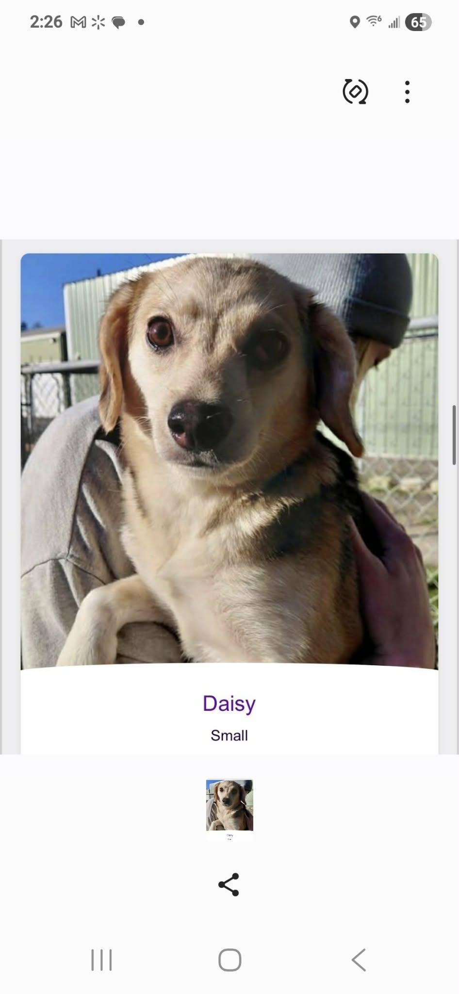 Daisy, Adoptable, Young Female Beagle & Pomsky.