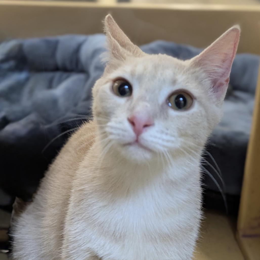 Enlarge Dora, a Adoptable Domestic Short Hair in Ashland, VA image 1/1